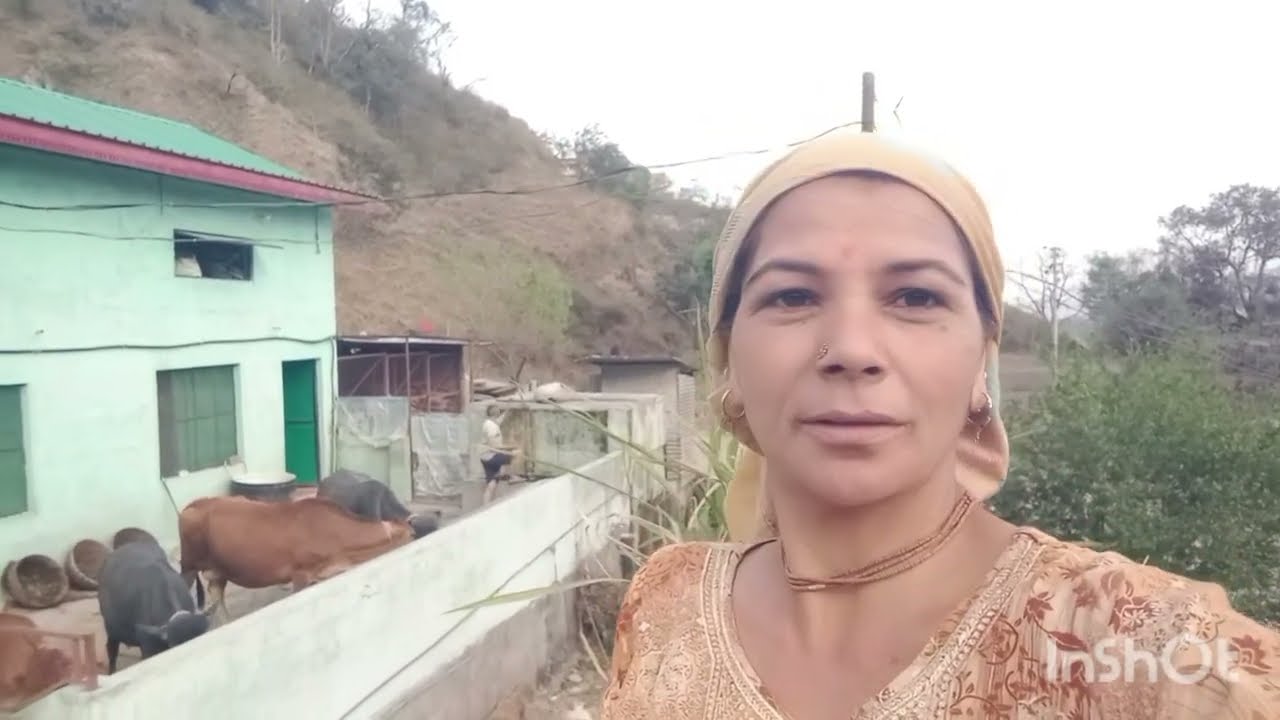 मोटिवेशनल कमेंट सुने वाले पशुओं की देखरेख दाना चारा और , कुछ विशेष बातें #phadi life style blog