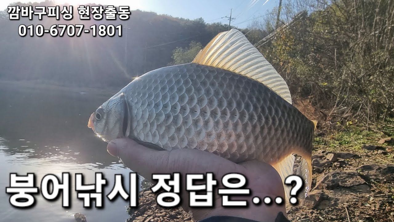 깜바구피싱 현장출동/매복 (불암지)