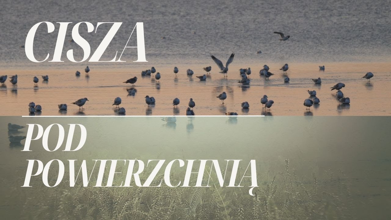 Cisza pod powierzchnią - dlaczego nie ma ryb w jeziorze Drwęckim w Ostródzie?
