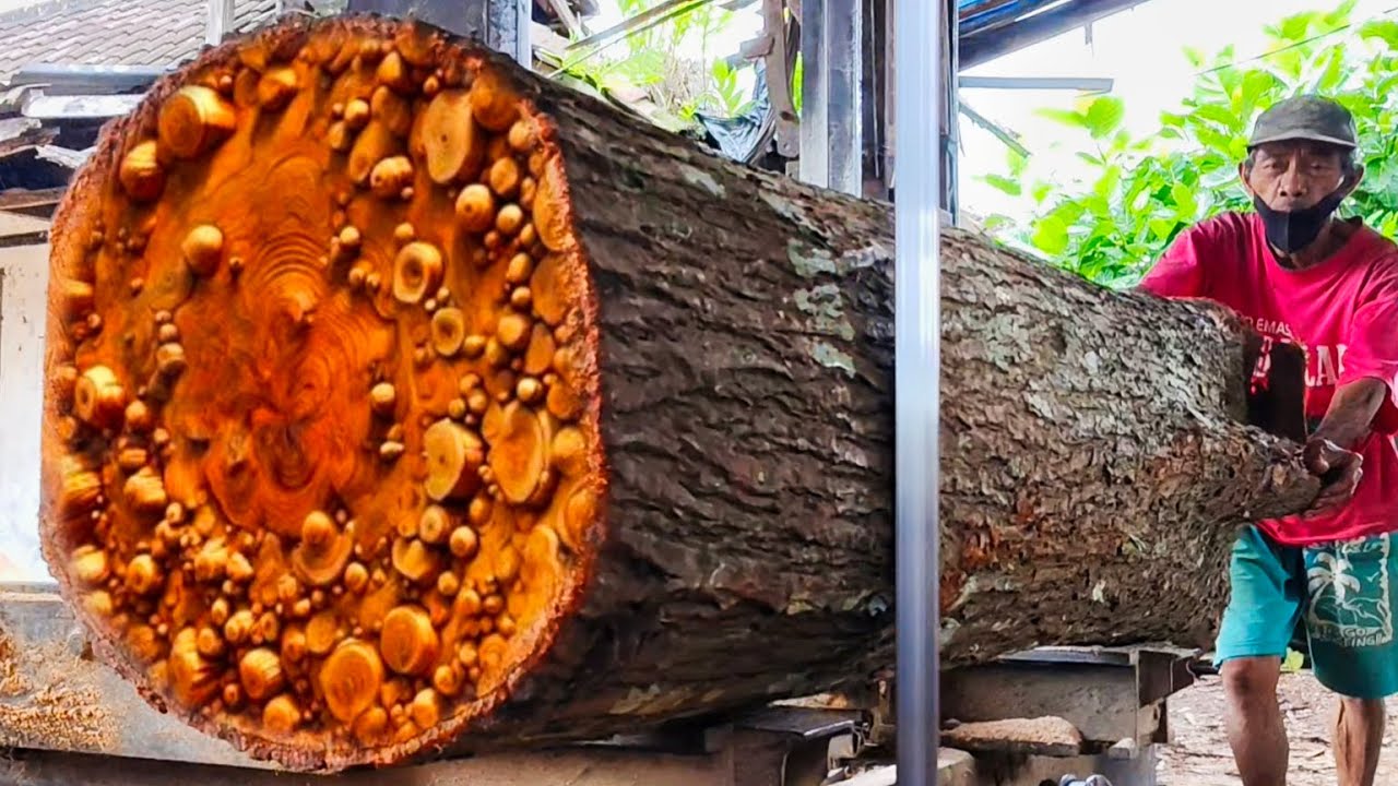 The process of splitting a large mahogany tree into beautiful thick slabs