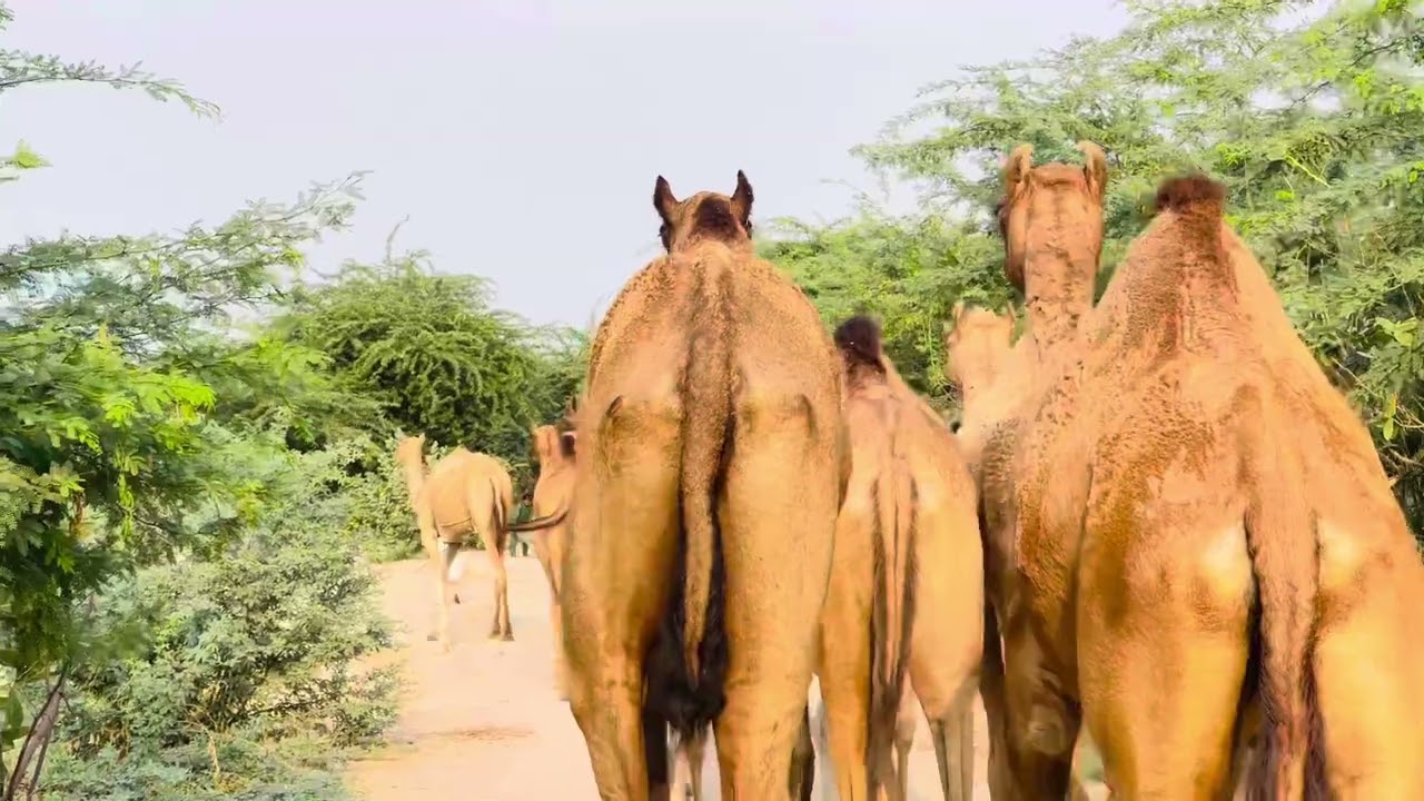 #animals #travelcamel #africansafari #camel #camelcamelcamel #desertsafari #desertsafari #shorts