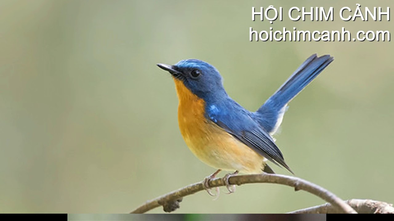 Chim hồng hạnh hót - Hill Blue Fly catcher