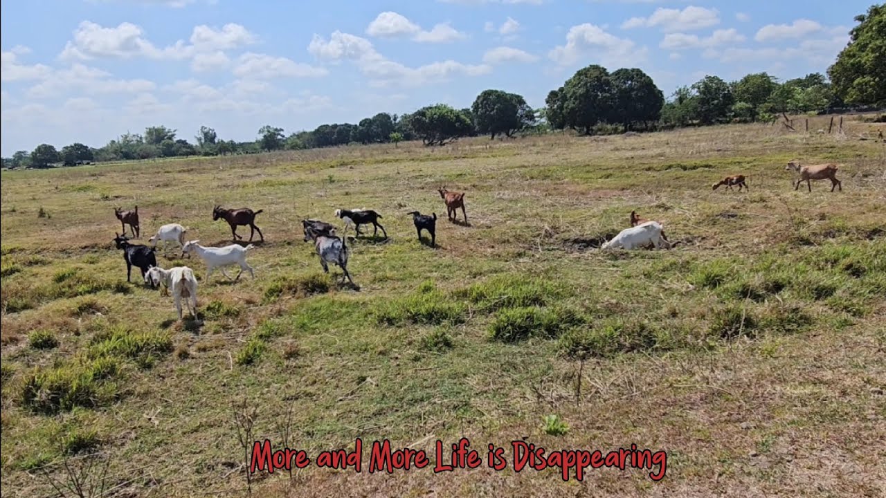 More and More Life is Disappearing 
