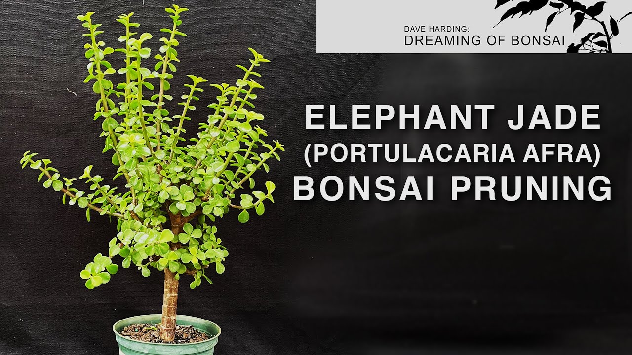 Elephant Jade (Portulacaria Afra) Bonsai Pruning, October 2023