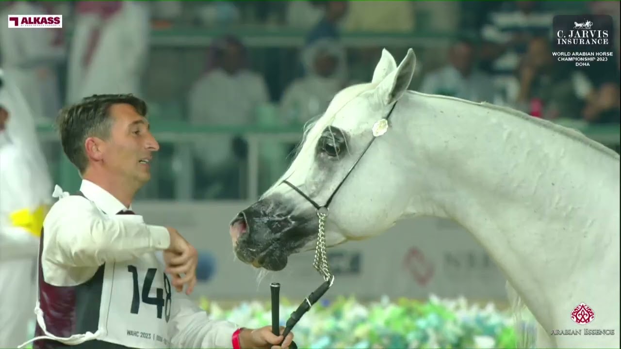 N 148 EXCALIBUR EA   World Arabian Horse Championship 2023   Doha   Senior Stallions   Section B