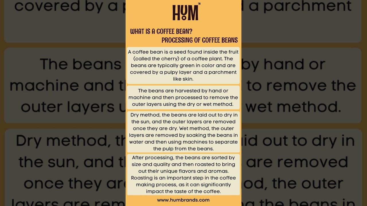 What is a coffee bean? Processing of coffee beans.