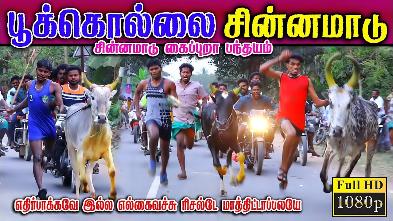 பூக்கொல்லை சின்னமாடு (22.02.2026) கைப்புறா பந்தயம் #perai_raj_digital 