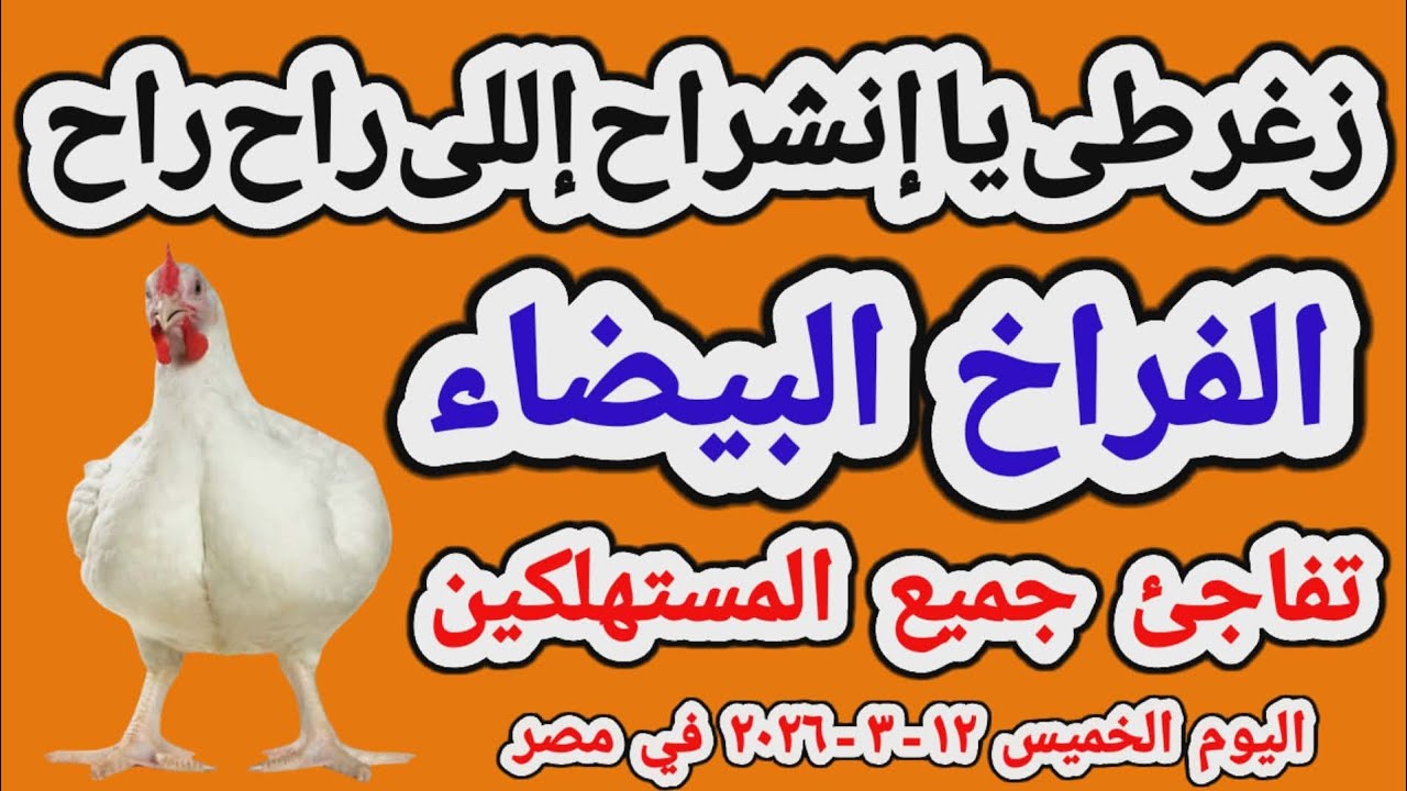 اسعار الفراخ البيضاء اليوم/ سعر الفراخ البيضاء اليوم الخميس 2026/3/12 في مصر