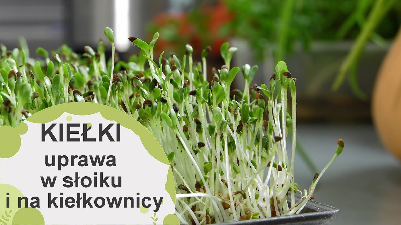 Uprawa kiełków krok po kroku - w słoiku i na kiełkownicy. Udana uprawa kiełków.