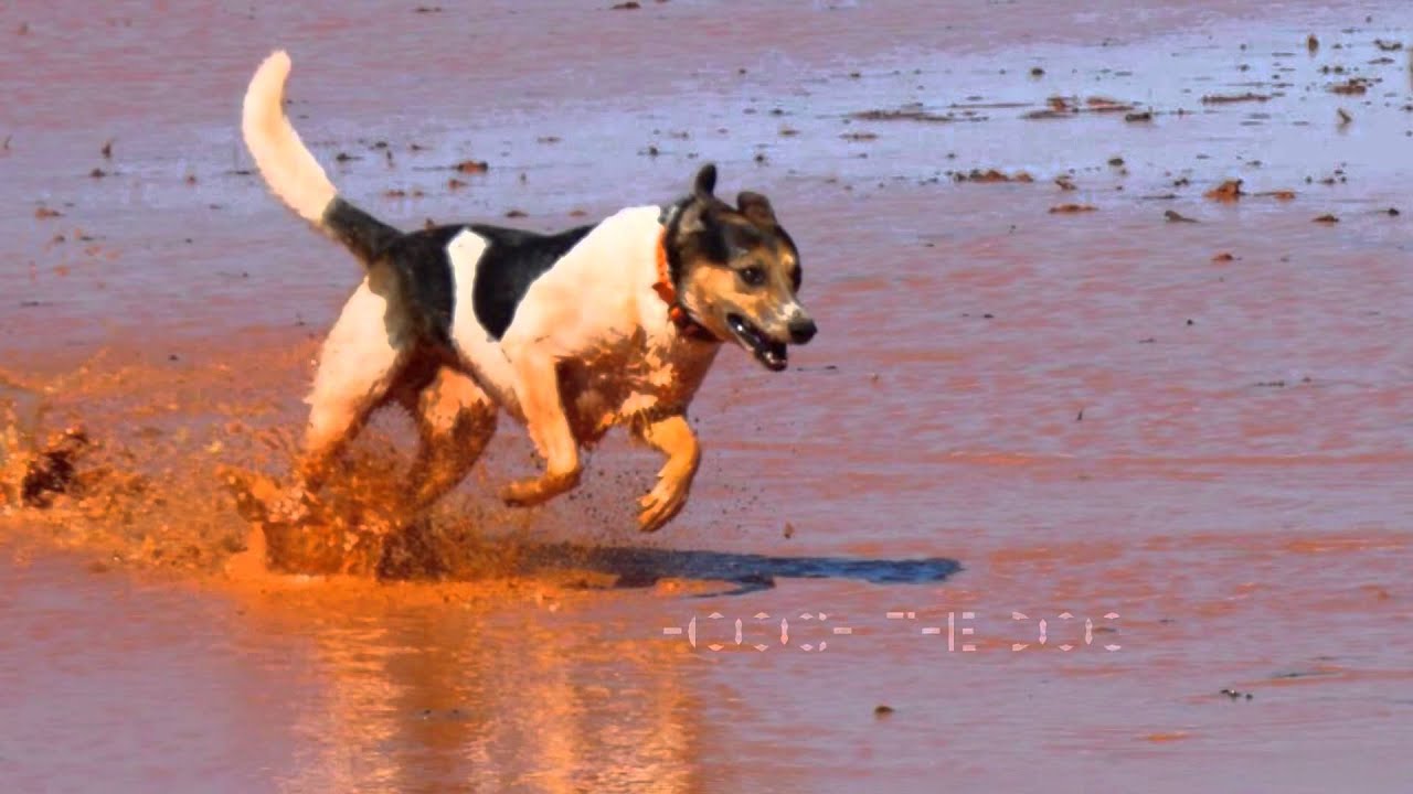 Jigalong 2015