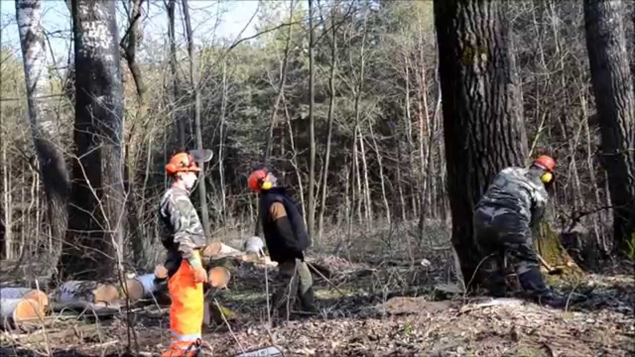 Erdőhasználat gyakorlat- nyárfa döntése, közelítése