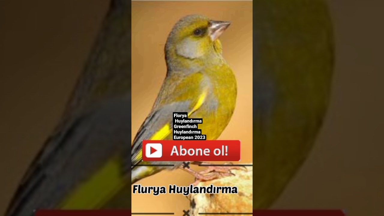 Greenfinch  Huylandırma European Florya Huylandırma  European 2023