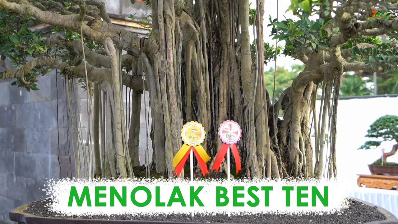 ANEEHH.. MENOLAK BEST TEN  || Pamnas PPBI Jembrana
