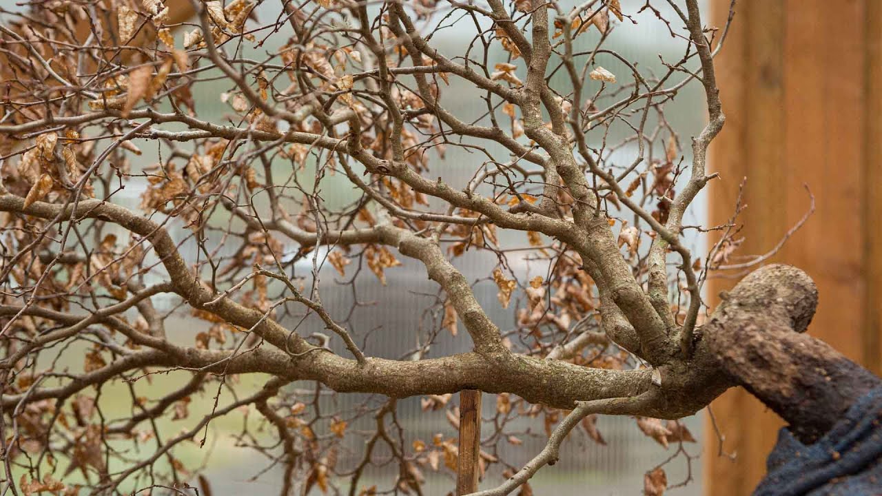 Deciduous Raft Design