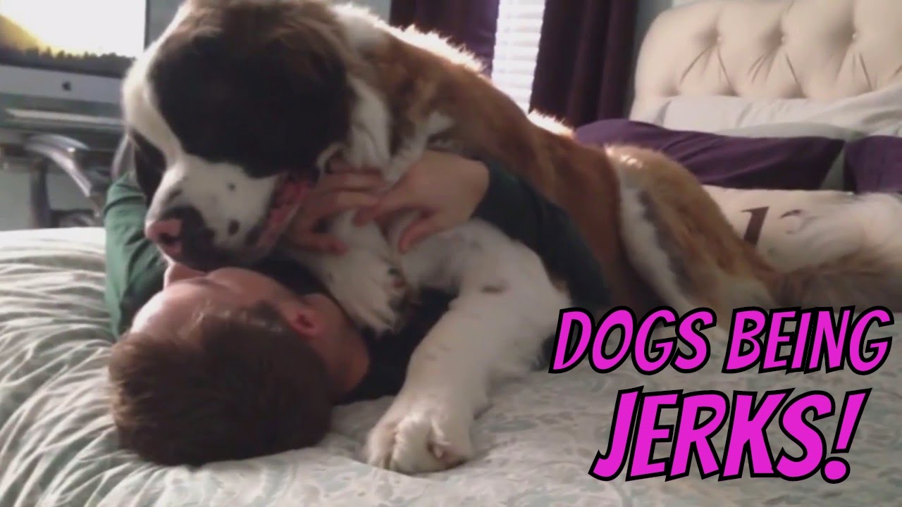 Dogs Being Jerks Compilation