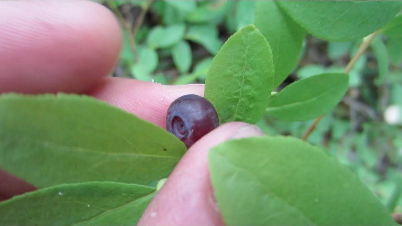 Huckleberry Picking