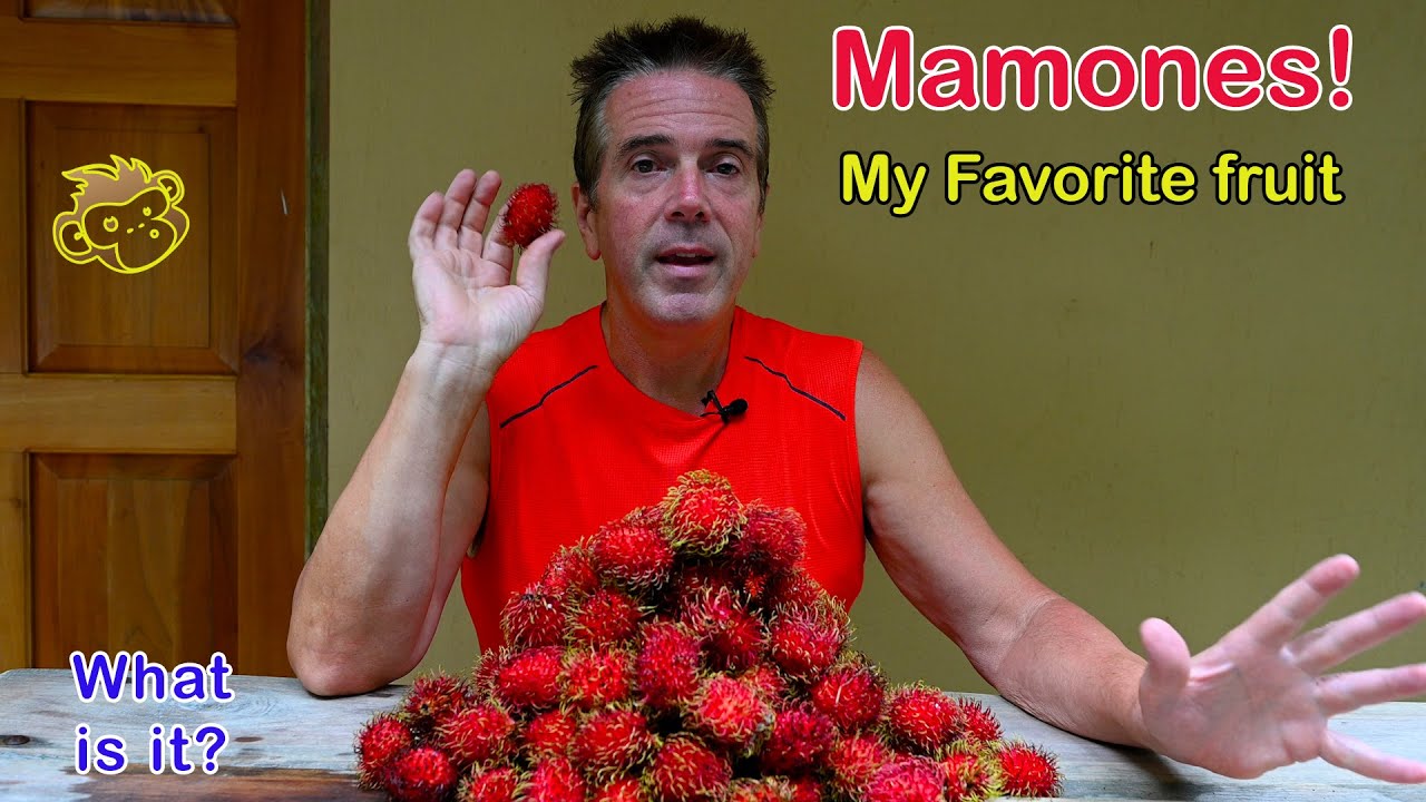 Mamones aka Rambutan aka Mamon aka mamon chino- in Costa Rica - My favorite Fruit