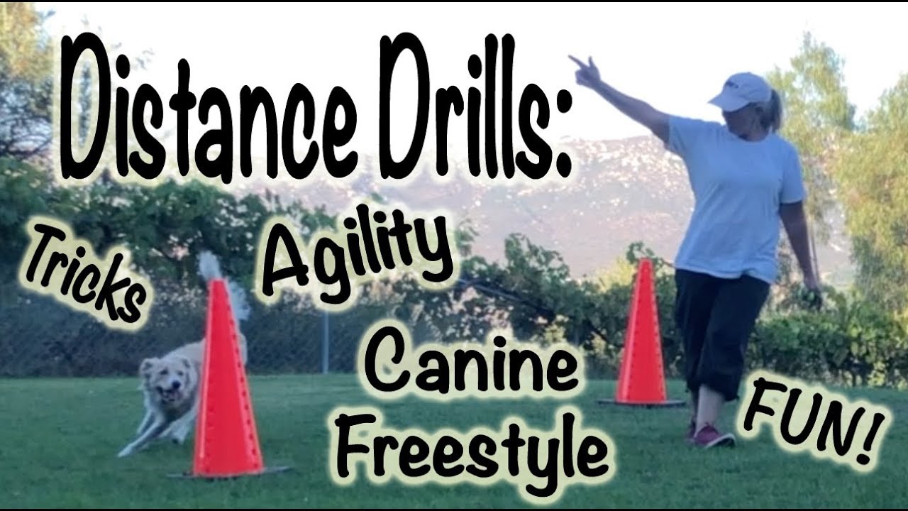 Distance Drills: Dog Agility Training