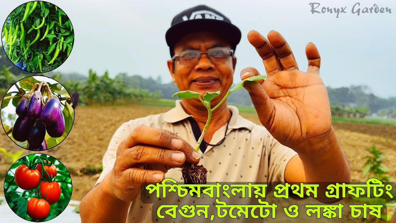 বাংলায় প্রথম গ্রাফটিং বেগুন, টমেটো ও লঙ্কা চাষ | বাণিজ্যিকভাবে চাষ করে এলাকায় তাক লাগিয়ে দিচ্ছেন