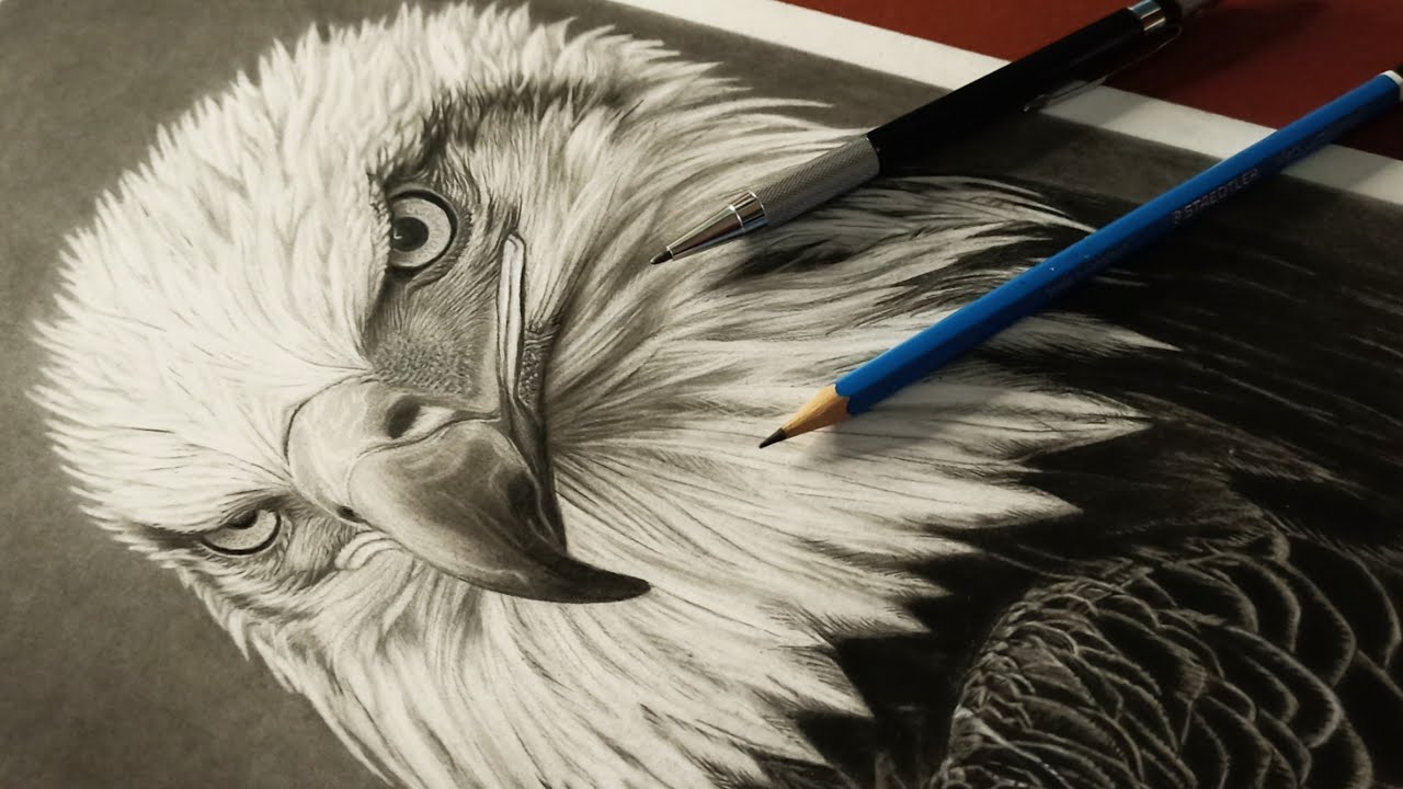 How To Draw A Realistic Eagle From Sketch to Final: A Complete Drawing Process with My DIY Eraser