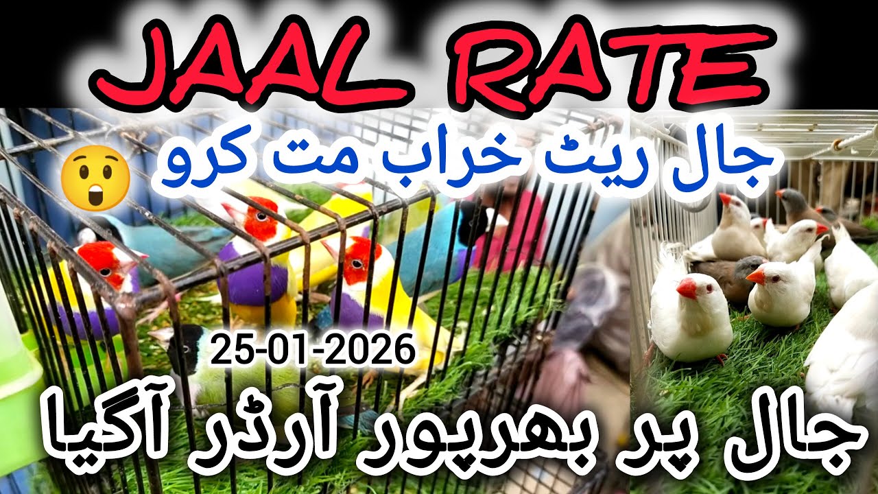 Jaal Rate 25-01-2026 | Birds Prices in Pakistan | Lalukhet Birds Market | Cheapest Birds Market