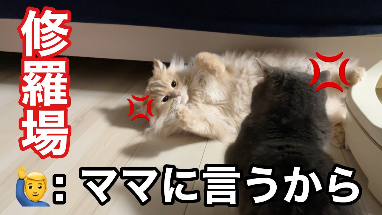 一緒に寝るはずが、なぜか修羅場になりました…