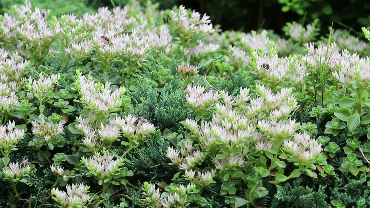 Owady zapylające na rozchodniku trójlistnym (sedum ternatum).