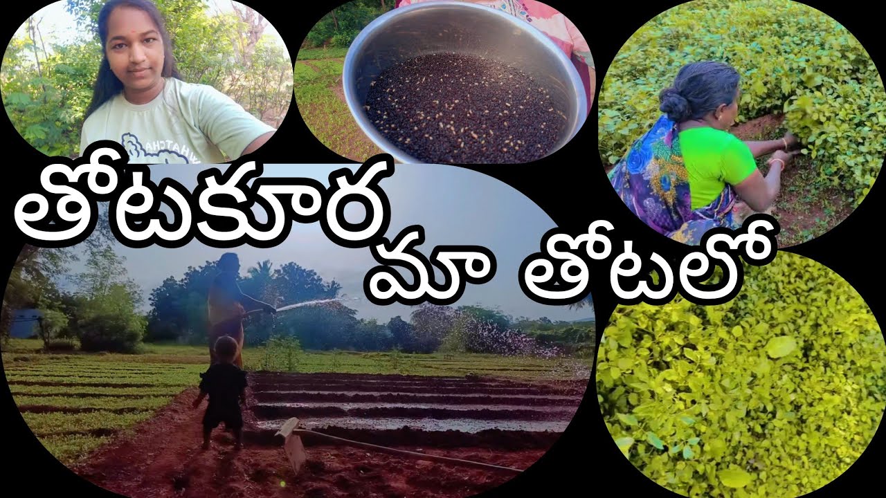 తోటకూర ని(amaranthus) మా పొలంలో సులువుగా ఇలా పెంచుతాం#howtogrow amaranthus##thotakura#organicfarming