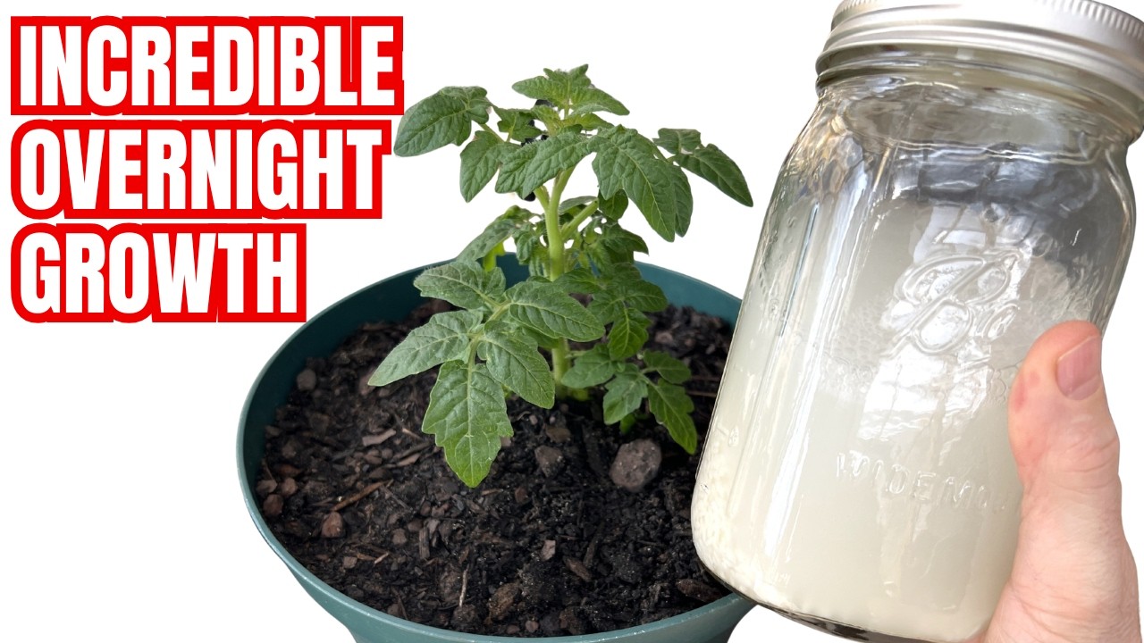 SUPERCHARGE YOUR SOIL | This Common Pantry Item Is Never Used In Gardens (But Should Be)