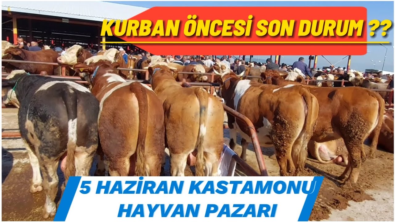 5 HAZİRAN KASTAMONU HAYVAN PAZARI/KURBAN ÖNCESİ SON GÜNCEL FİYATLAR /KÜÇÜKBAŞ PAZARI/KURBANLIKLAR/