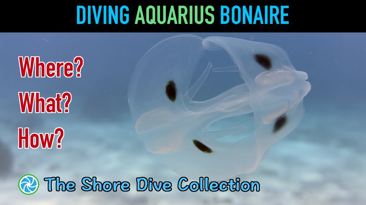 Diving Aquarius Bonaire | The Shore Dive Collection | TropicLens - 4K