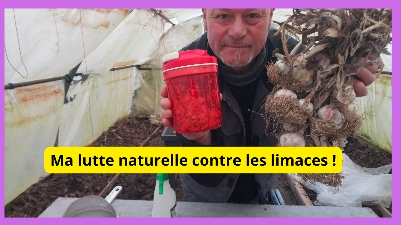 Contre les limaces : le piège à bière une mauvaise solution ?