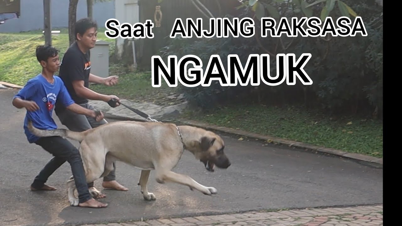 Saat Thor ketemu Anjing Jantan Jumbo di Rumah #kangalDog