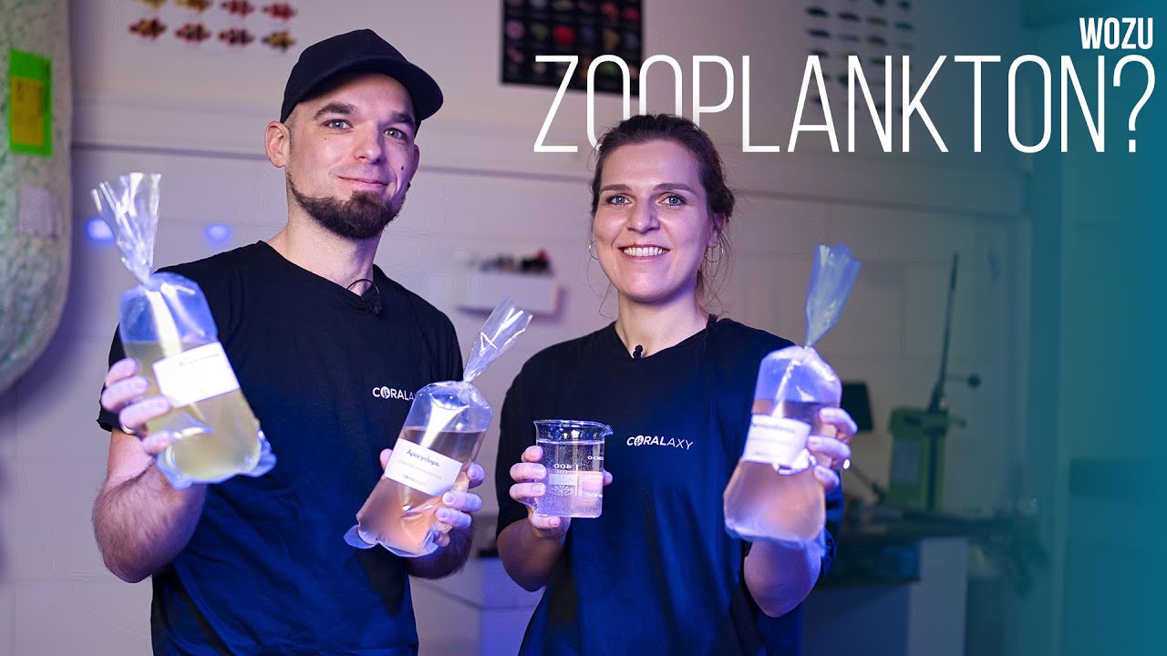 Zooplankton in der Meerwasseraquaristik | Einsatzgebiete & Nutzen | Coralaxy