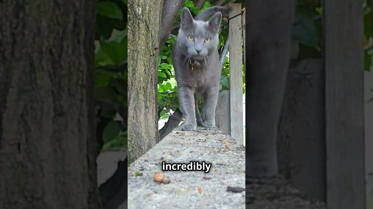 Top 3 Traits of Russian Blue Cats!