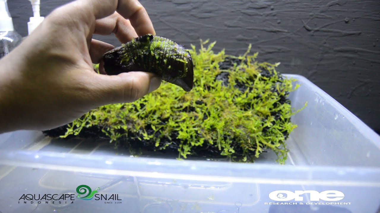 HASILNYA MANTHAB Budidaya moss darat ke air ( hasil ambil dari alam lalu di budidaya darat )