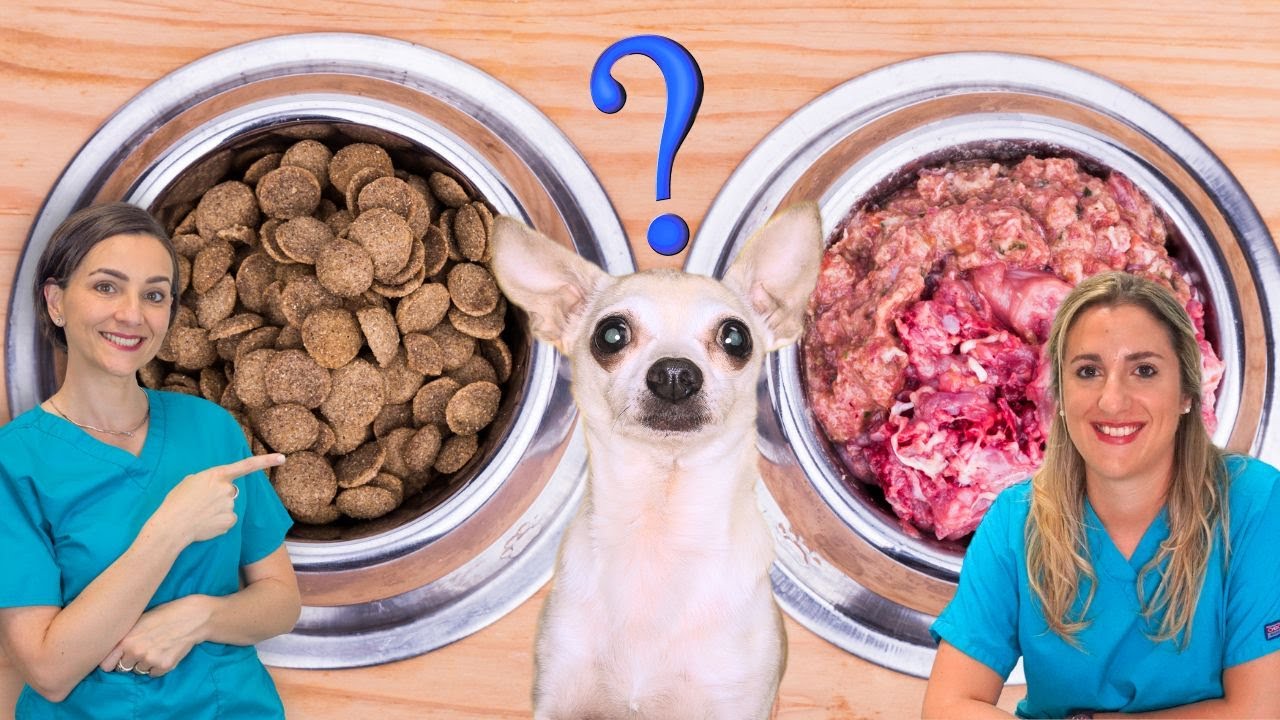 Alimentazione casalinga del cane Vs croccantini