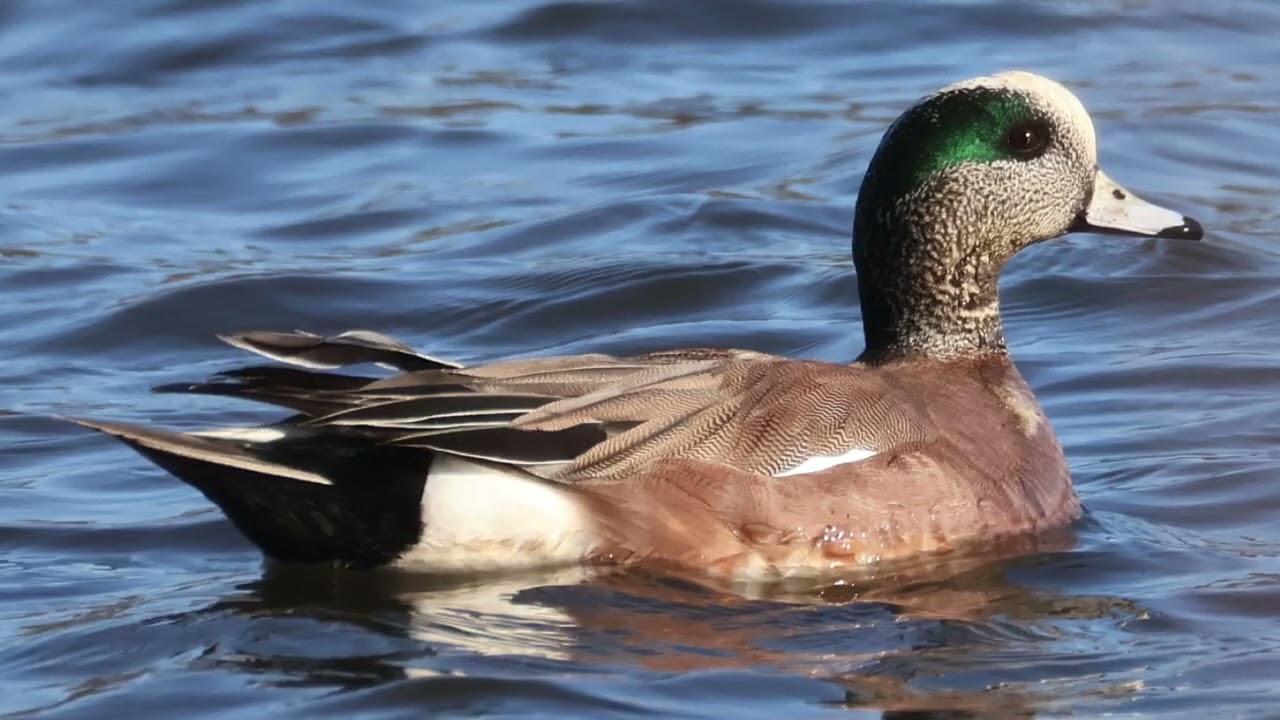 10 SPECIES OF WATERFOWL AT 6 1/2 STATION SANCTUARY