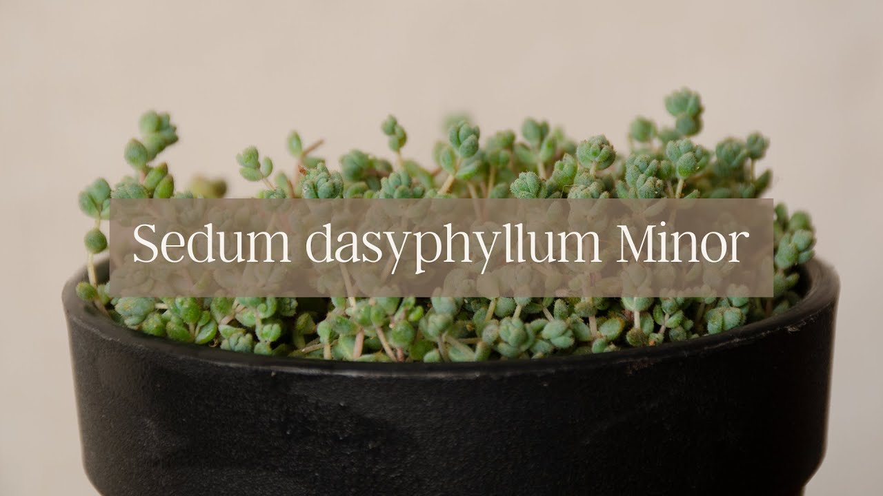 Sedum dasyphyllum Minor // 𝐒𝐮𝐜𝐮𝐥𝐞𝐧𝐭𝐚𝐬 𝐚𝐥 𝐃𝐞𝐬𝐧𝐮𝐝𝐨 😉🌵 - 𝐄𝐩. 𝟏𝟎