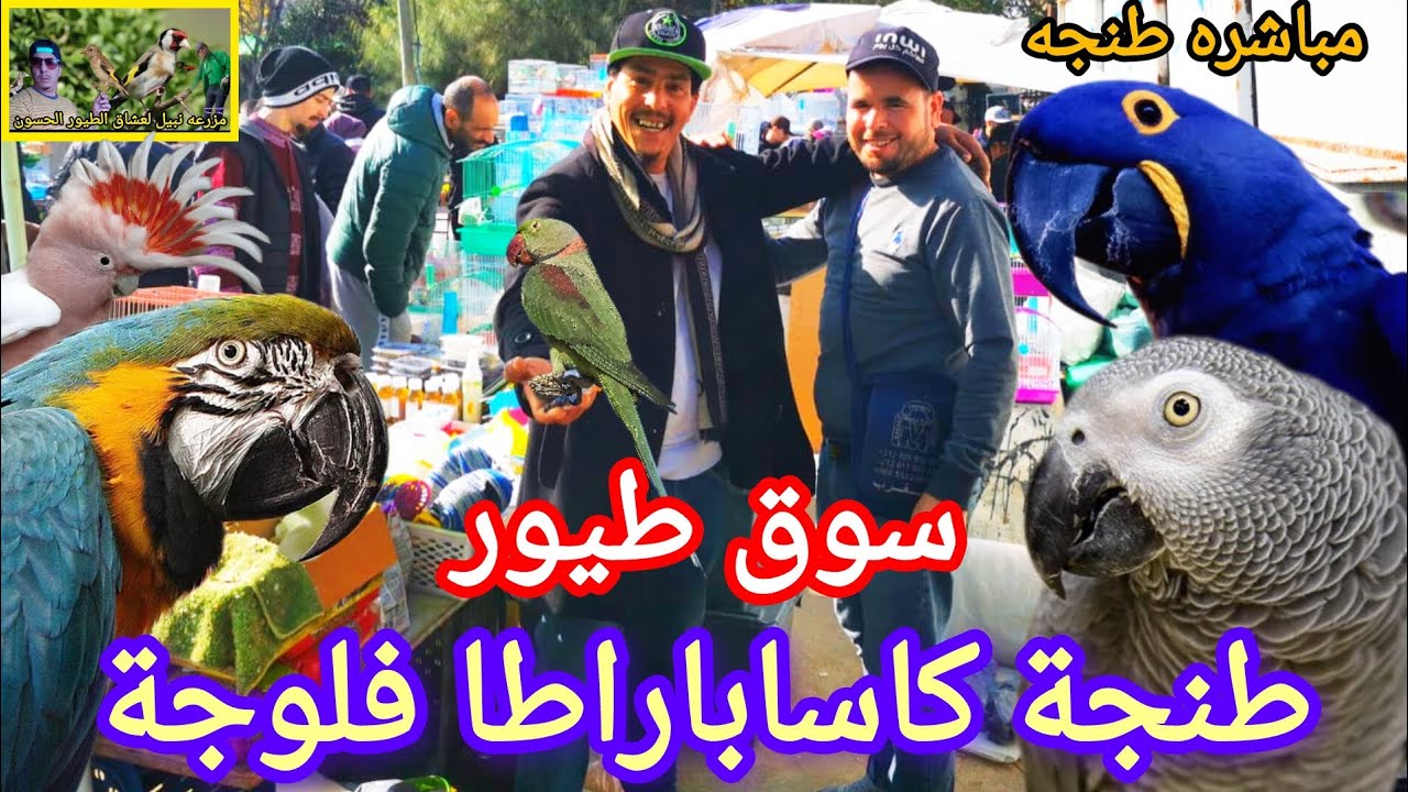 ⬅️#سوق #طيور #طنجة كاسابراطا فلوجه جولة #مباشره عشاق ومحبين طيور أثمنة👍 12/01/2025🦜🔝