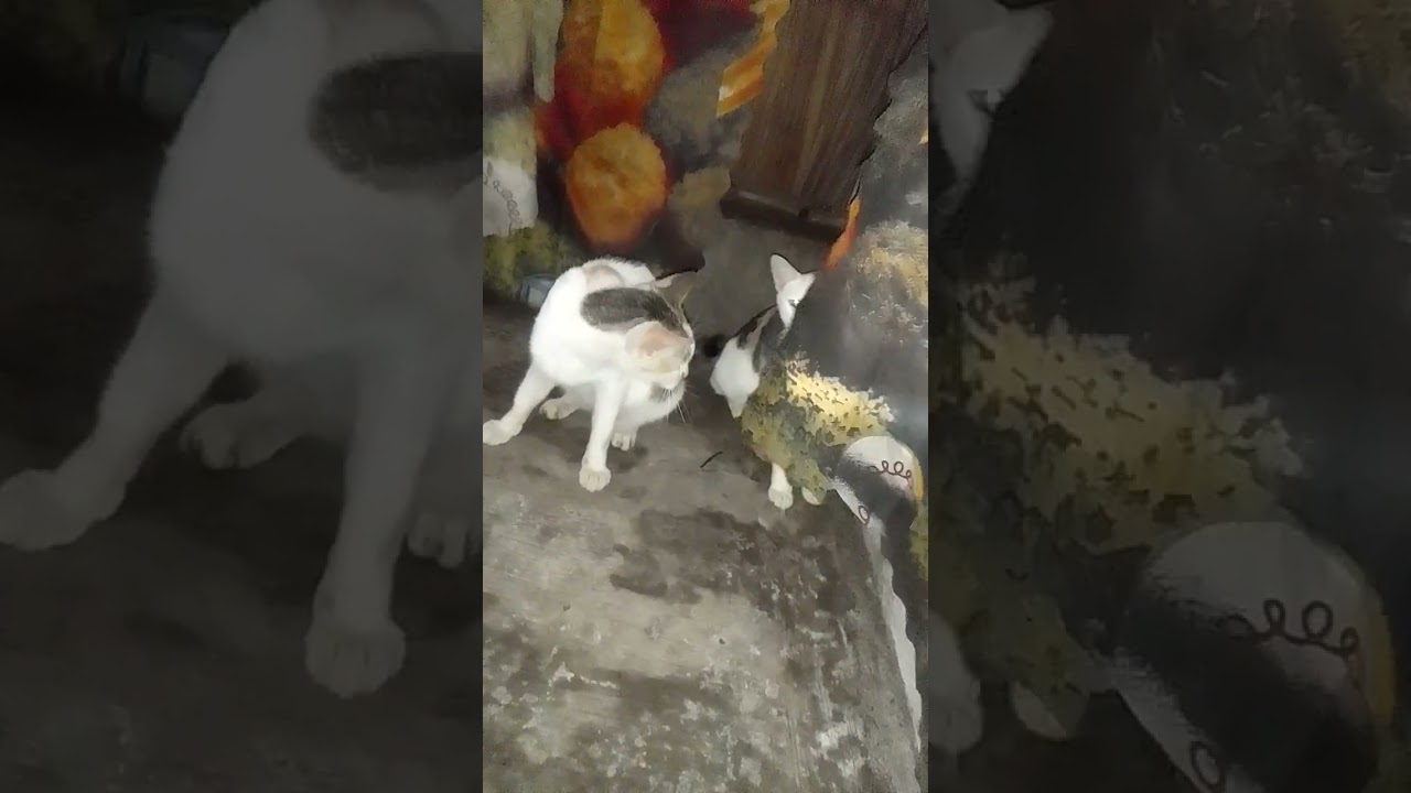 Indi sya gusto sibinan sang mami nya 😁 #motheranddaughtercat #myprettycats #kabeshy