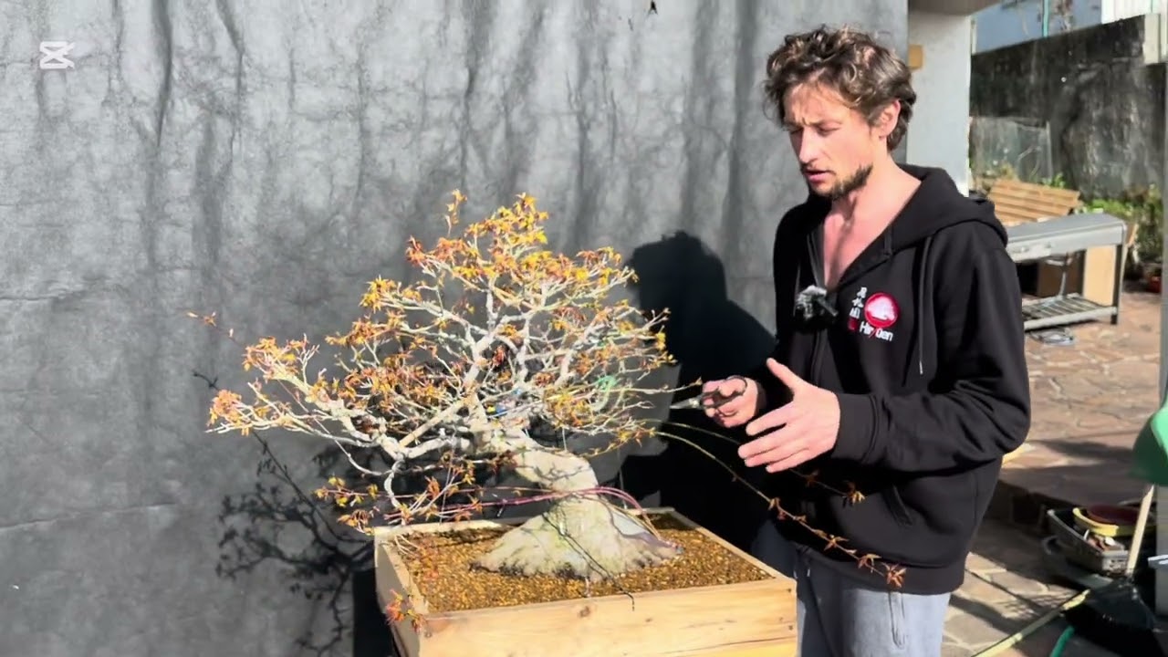 Bringing back to glory a unluck Japanese maple from Kokufuten!🇯🇵💪🏻 part 2