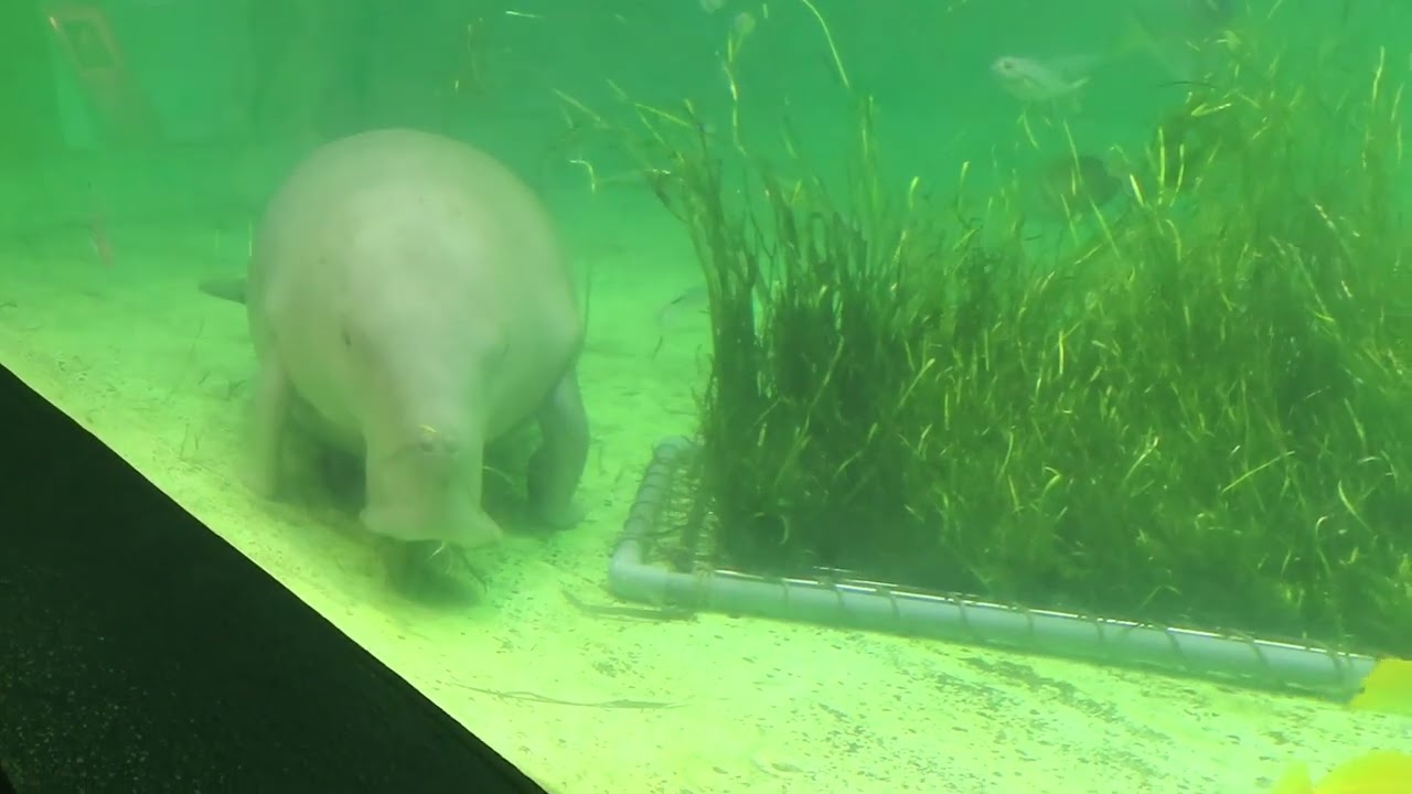 ジュゴンのセレナさんはアマモが大好き