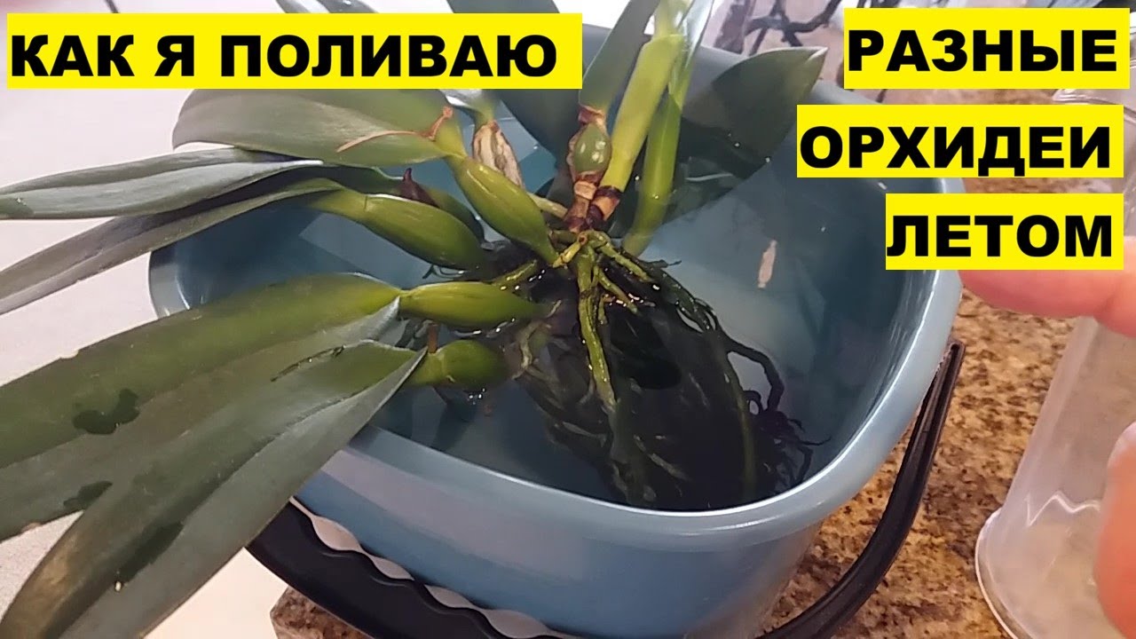 КАК Я ПОЛИВАЮ РАЗНЫЕ ОРХИДЕИ ЛЕТОМ..КАТЛЕИ, ЦИМБИДИУМЫ, ФАЛЕНОПСИСЫ, МИЛЬТОНИОПСИСЫ