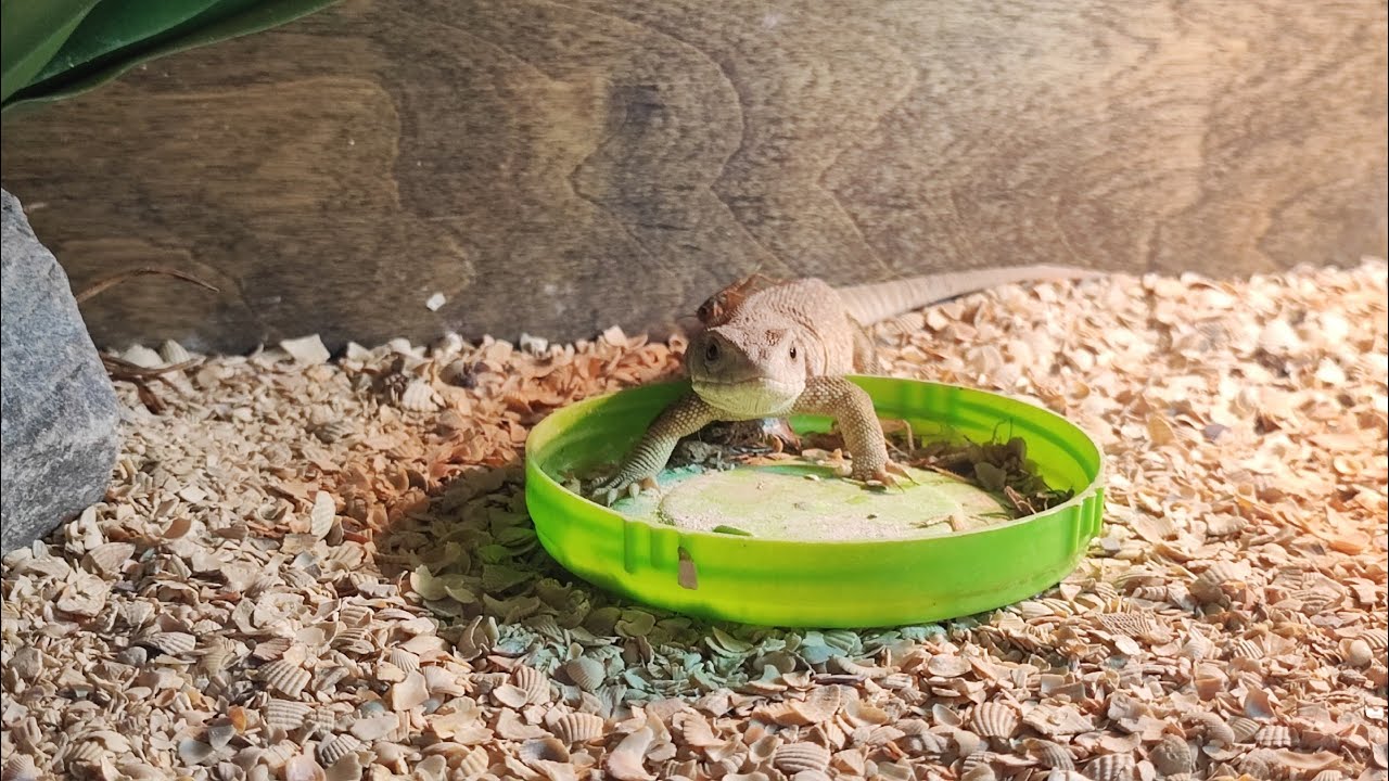 Капский Варан 🌿Содержание варана дома 🌿