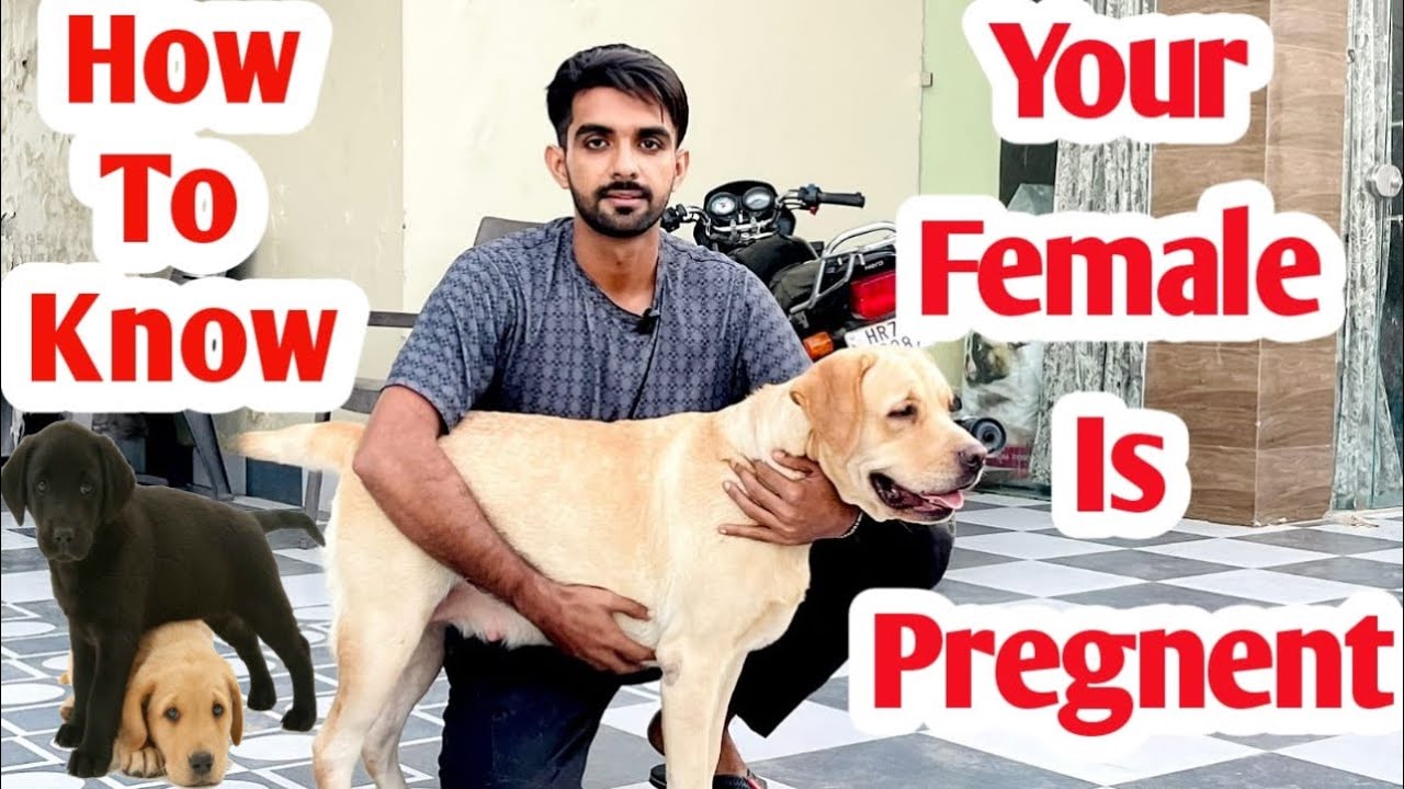 Sign to know your female is pregnent @SIKRI KENNEL #lab #labradorlove #dog #beauty #trending #india