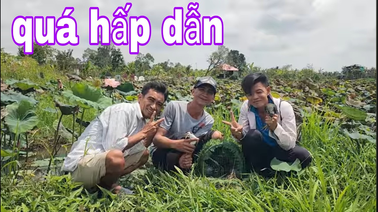 Đi Lai Vung Gác Quốc Nơi Ao Sen , Cặp Quốc Nó Cụt Nghe Mà Sướng Tai # SĂN BẮT ĐỒNG THÁP #