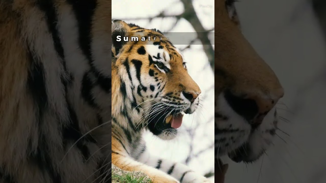 Endangered Animals