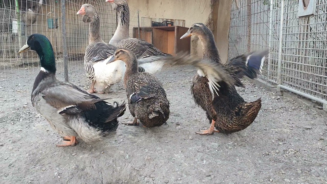 31.03.2021 Rațe şi gâste ... familii 2021 🦆🦆🦆 Ferma Caba