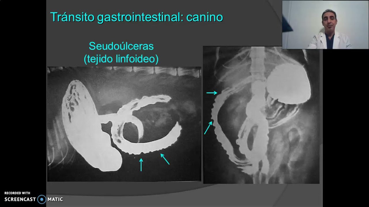 Radiología en Pequeños Animales - Abdomen
